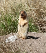 16th May 2023 - Ground Squirrel