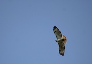 16th May 2023 - Red tail hawk 
