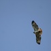 Red tail hawk  by mltrotter