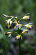 6th May 2023 - Orchid