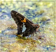 16th May 2023 - Red Admiral