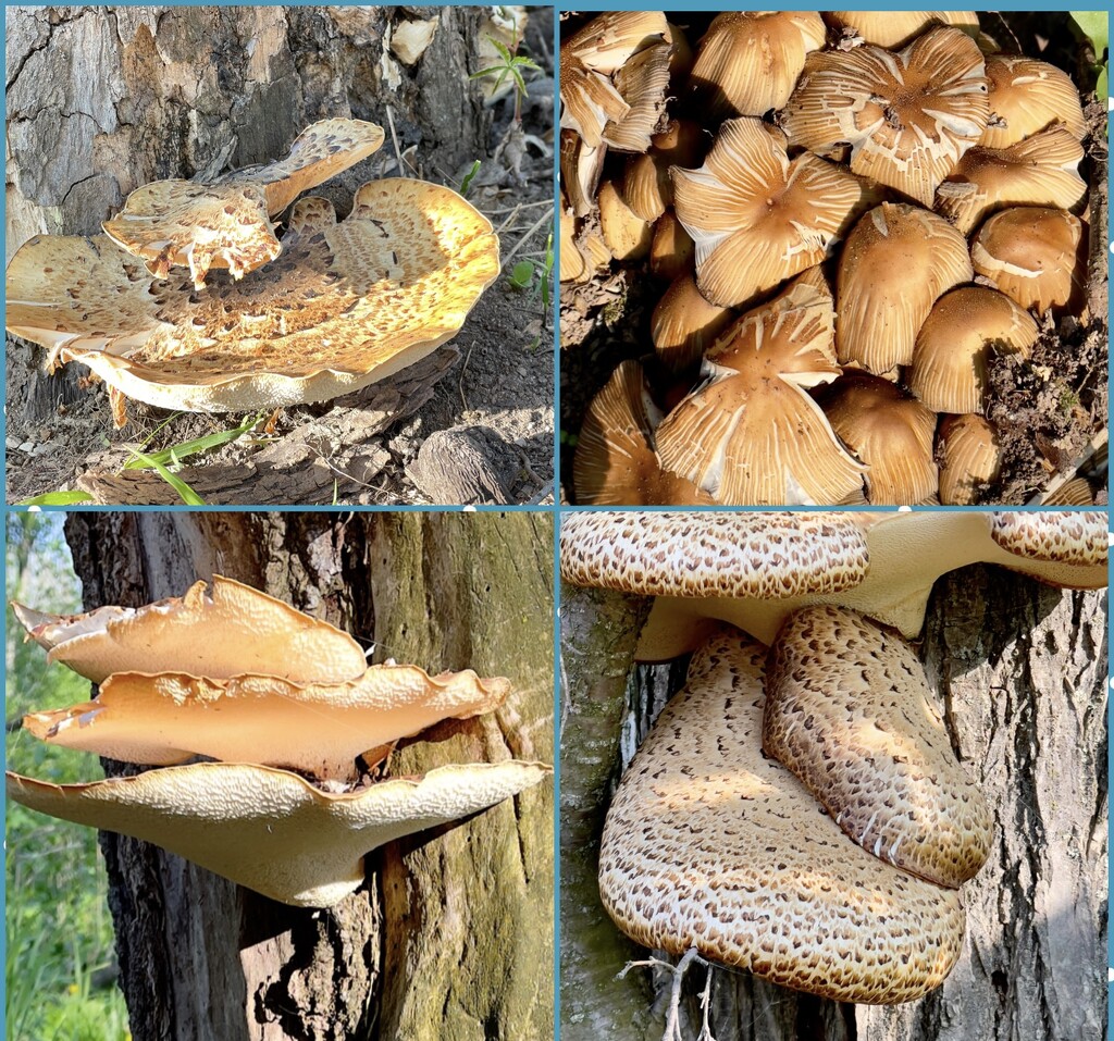 Walk Among Mushrooms by eahopp
