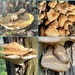 Walk Among Mushrooms by eahopp