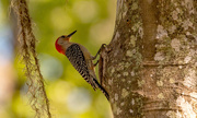 16th May 2023 - Red Bellied Woodpecker!
