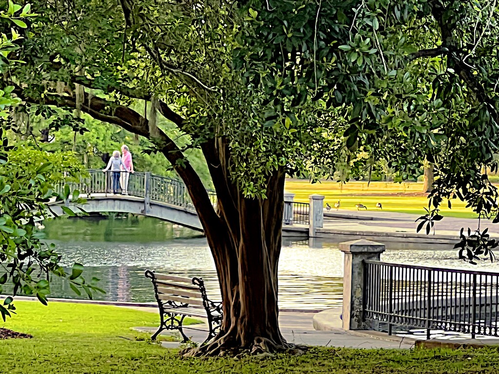 Peaceful afternoon at the park by congaree