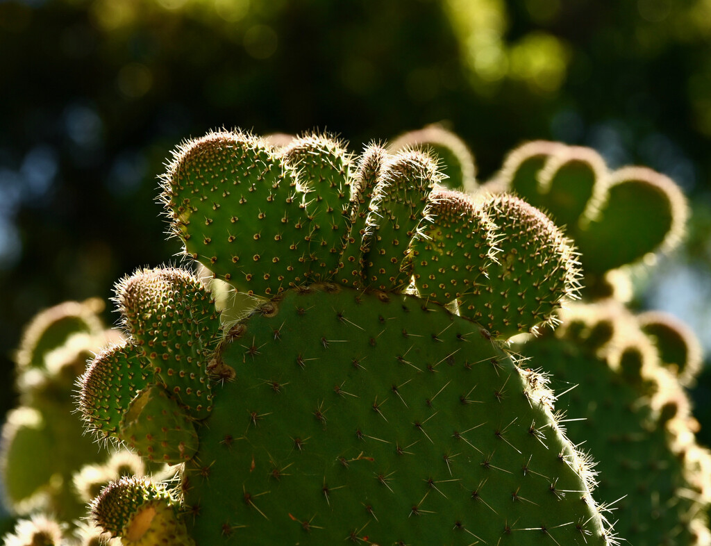 Prickly Times by ososki