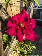 17th May 2023 - Clematis 