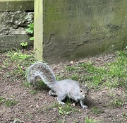 17th May 2023 - Church yard squirrel
