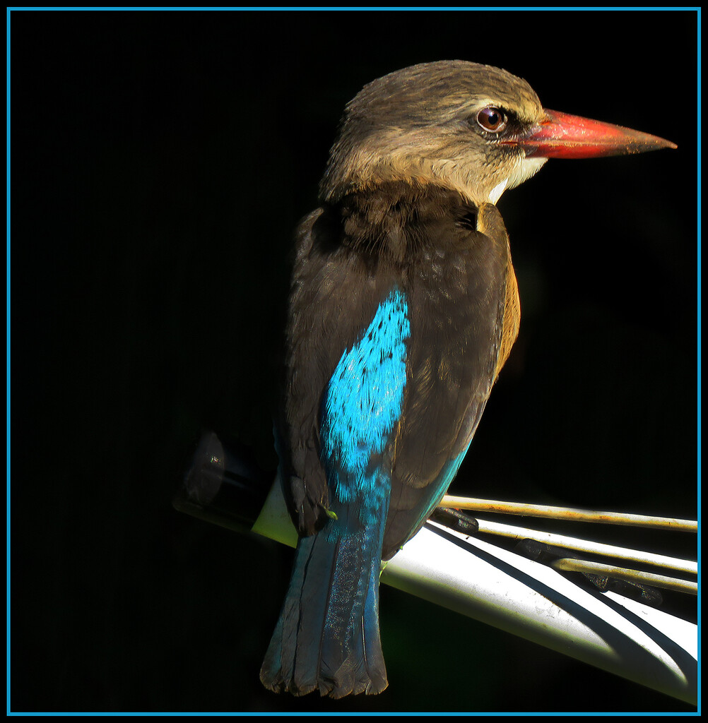 Brown-hooded kingfisher by sdutoit