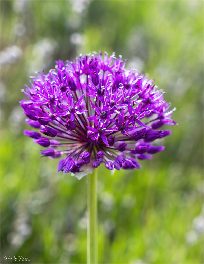 Purple Sensation Allium by pcoulson