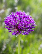 16th May 2023 - Purple Sensation Allium