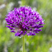Purple Sensation Allium by pcoulson