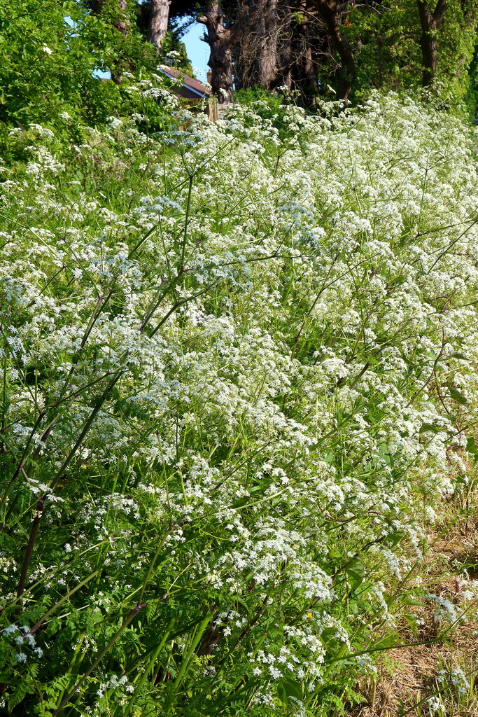 Froth Of Cow Parsley by davemockford