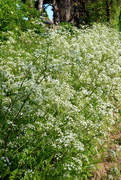 16th May 2023 - Froth Of Cow Parsley
