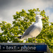 Carrier seagull by swillinbillyflynn