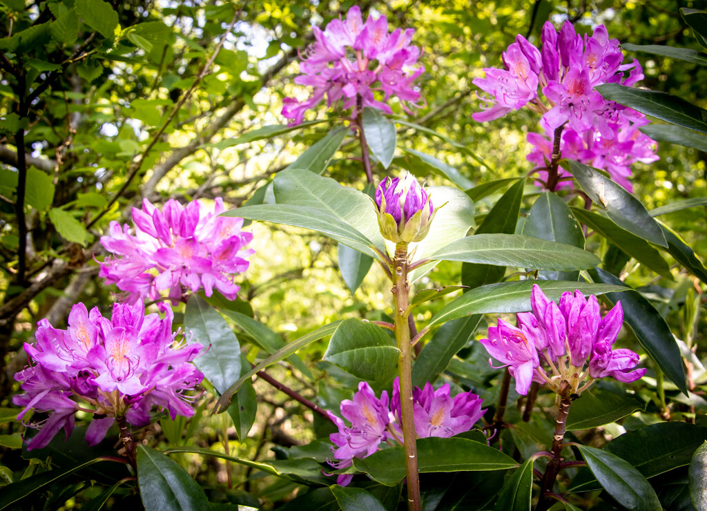Rhododendrons by swillinbillyflynn