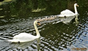 17th May 2023 - Swans and 8 cygnets.
