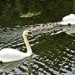 Swans and 8 cygnets. by grace55