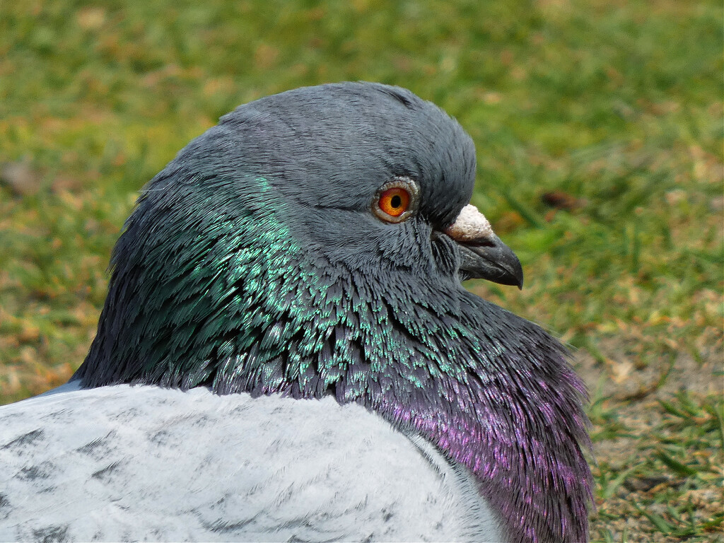 Pigeon by seattlite