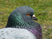 17th May 2023 - Pigeon