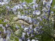 17th May 2023 - wisteria comes into flower
