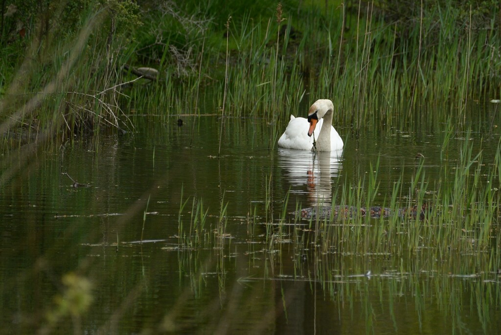Swan ........ by ziggy77