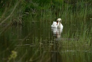 17th May 2023 - Swan ........