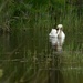 Swan ........ by ziggy77