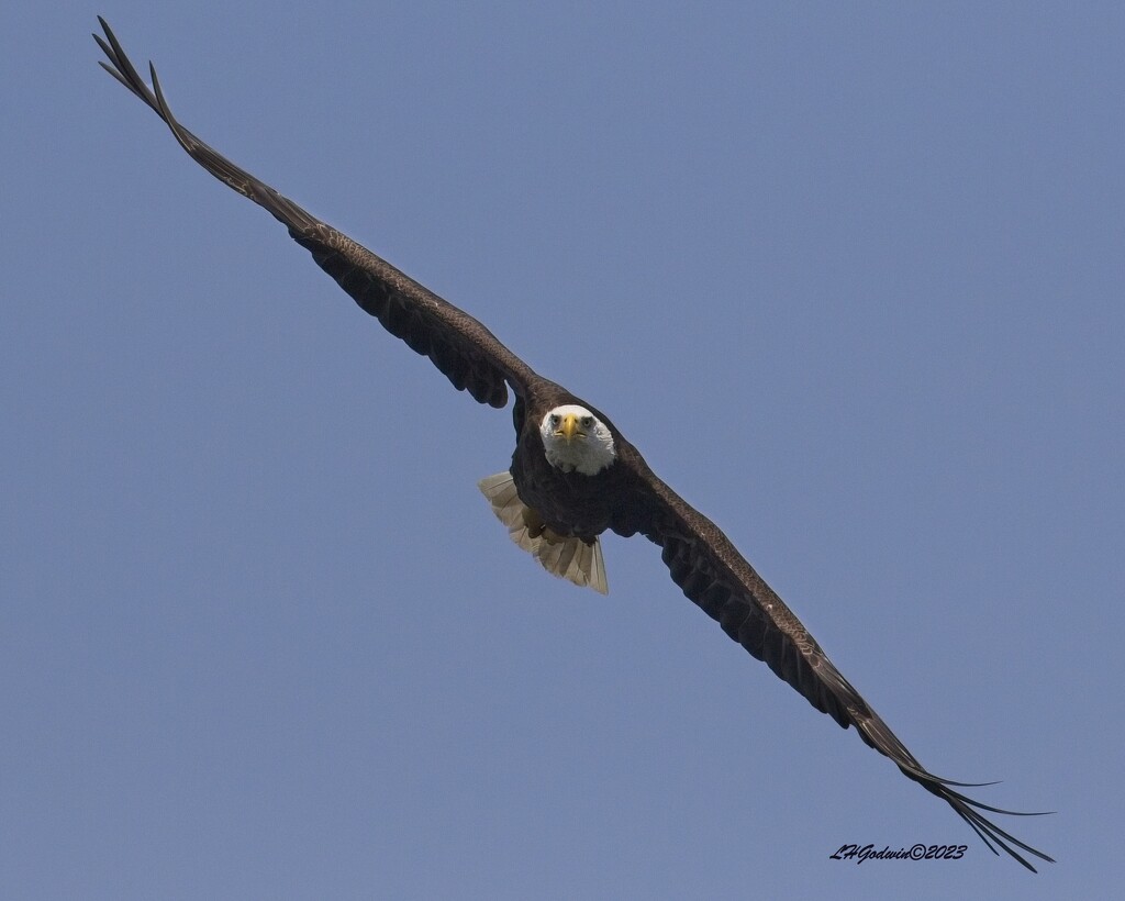 LHG_3850Eagle  incoming by rontu