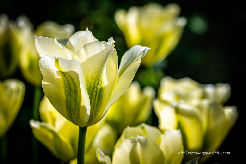 White tulip by nigelrogers