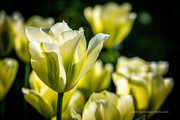 17th May 2023 - White tulip