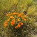 California Poppy Bouquet by shutterbug49