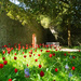 Tulips by the wall by josiegilbert