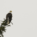 Bald Eagle by jgpittenger