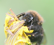 15th May 2023 - Bumbling Bumble Bee