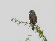14th May 2023 - dickcissel