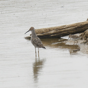 14th May 2023 - stilted sandpiper 