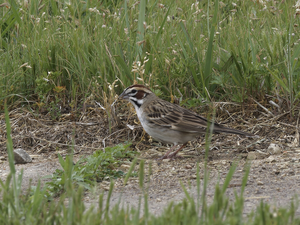 lark sparrow  by rminer
