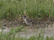 14th May 2023 - lark sparrow 