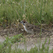 lark sparrow  by rminer