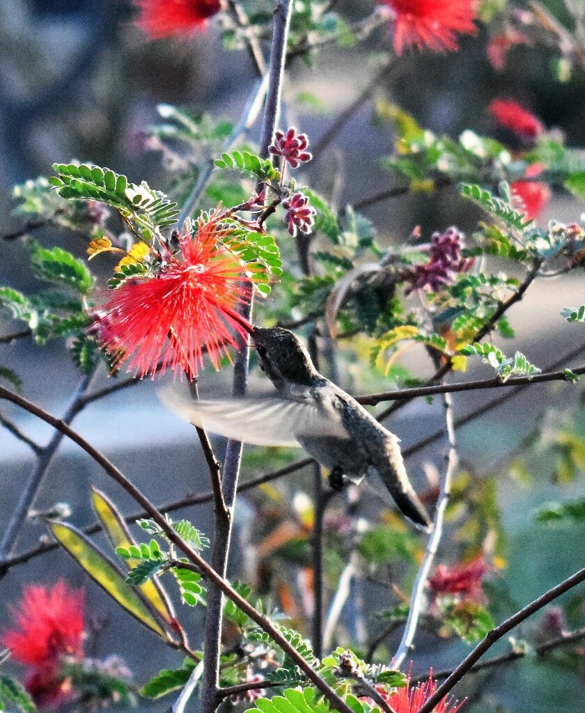 May 16  Hummingbird by sandlily