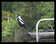 18th May 2023 - Magpie  Day 18