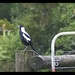 Magpie  Day 18 by Dawn
