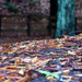 Fallen leaves by sandradavies