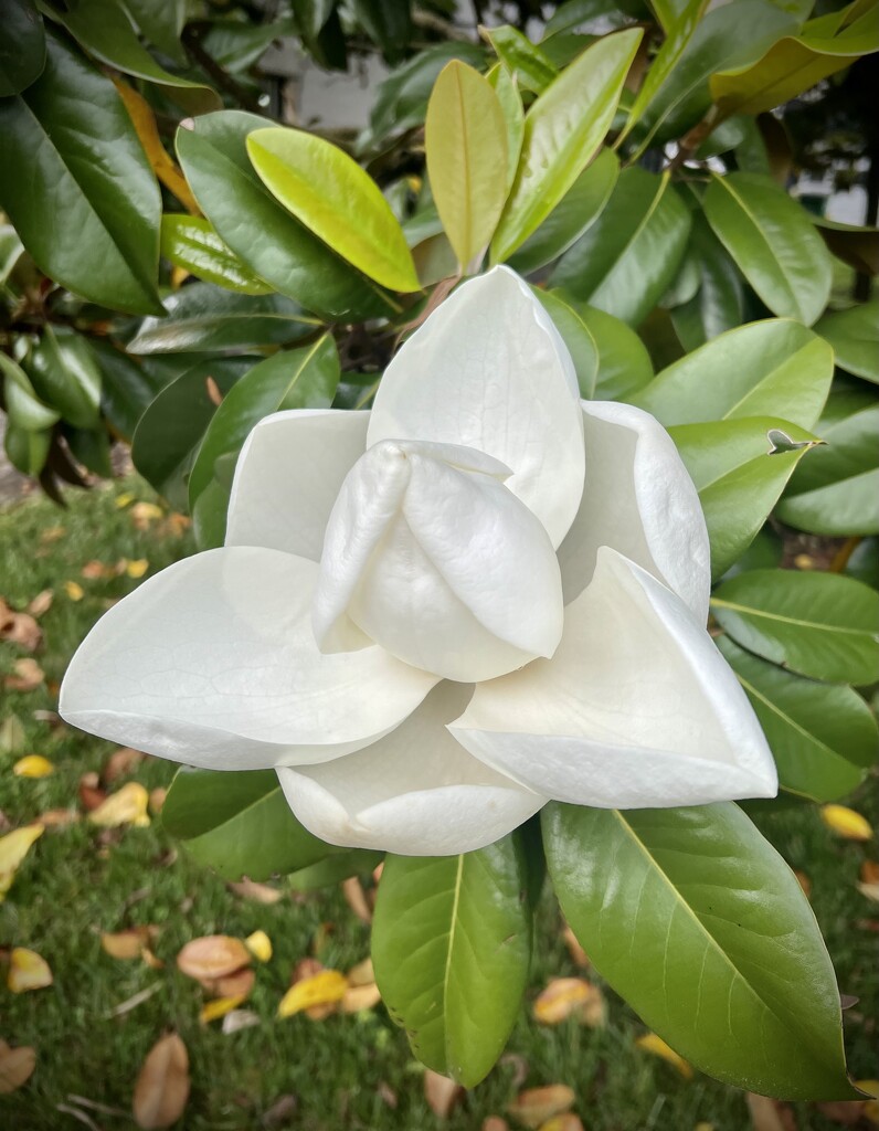 Sweet Magnolia by calm
