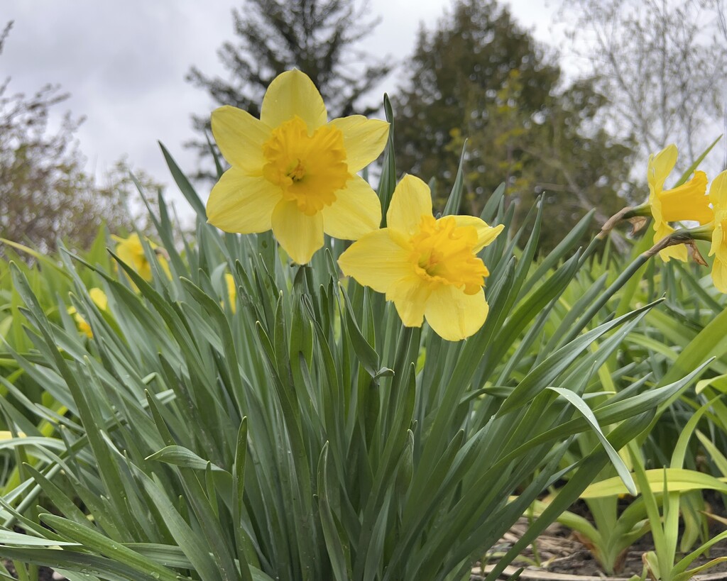 Daffodils in my yard  by radiogirl