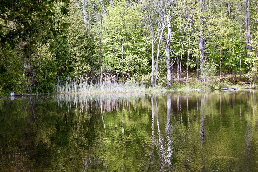 Beaver Pond by corinnec