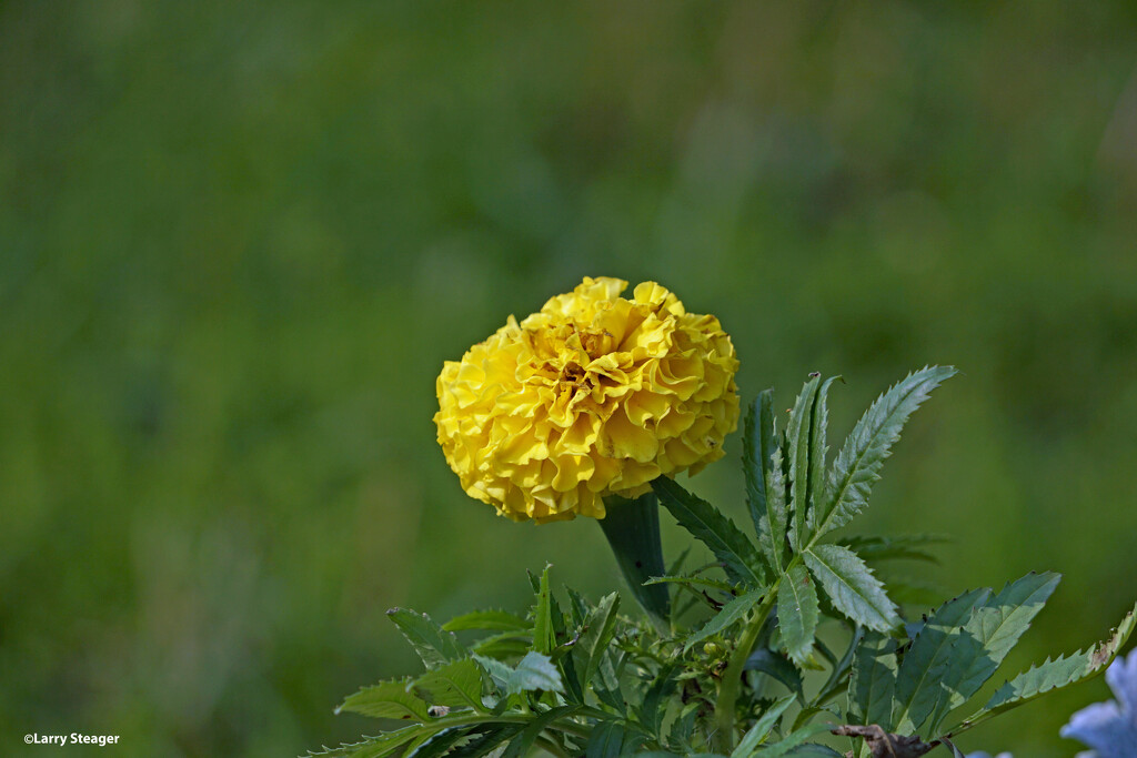 Marigold by larrysphotos