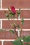 17th May 2023 - The rose bush came with the house