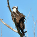 Osprey by bjywamer